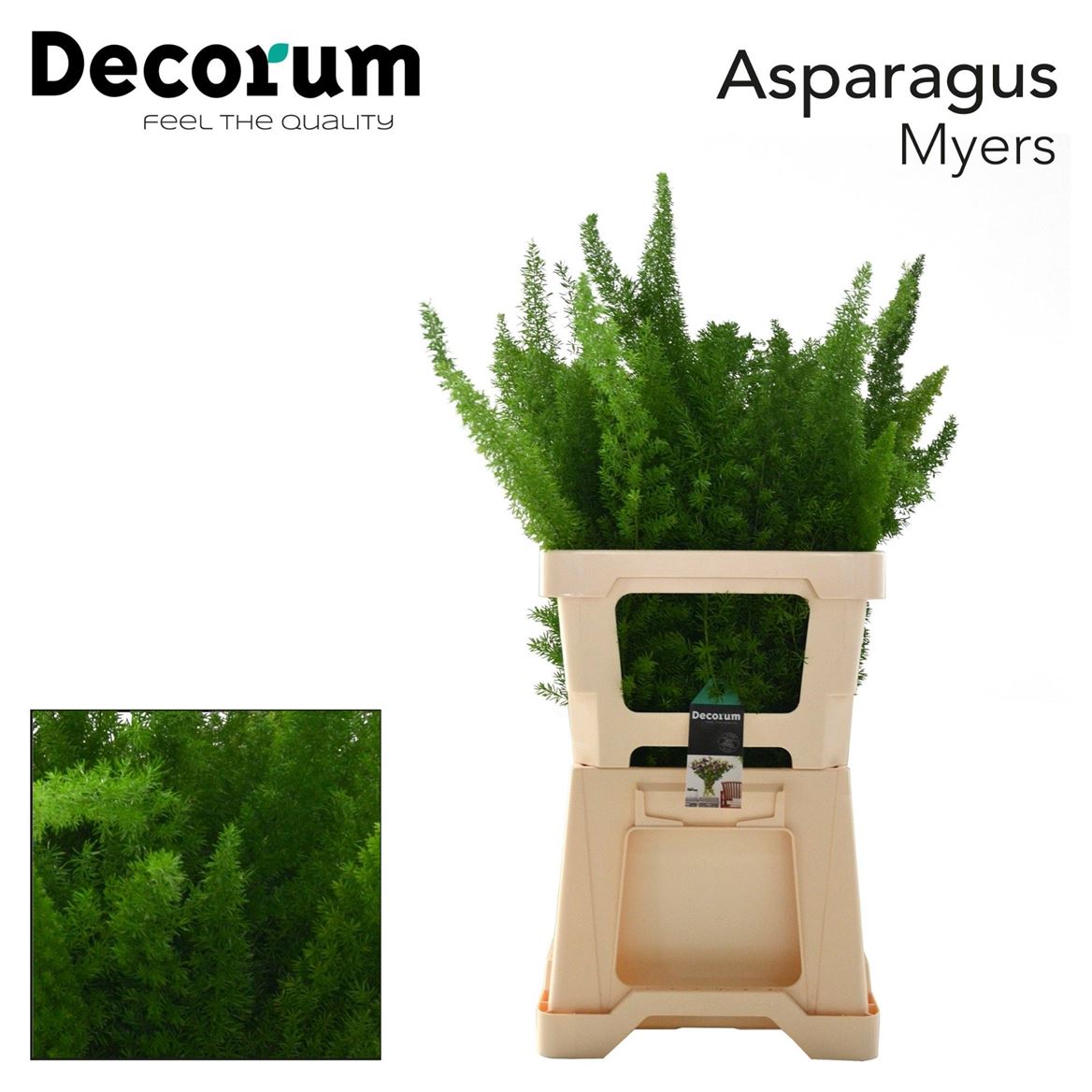 Asparagus Densiflorus Myers 60cm