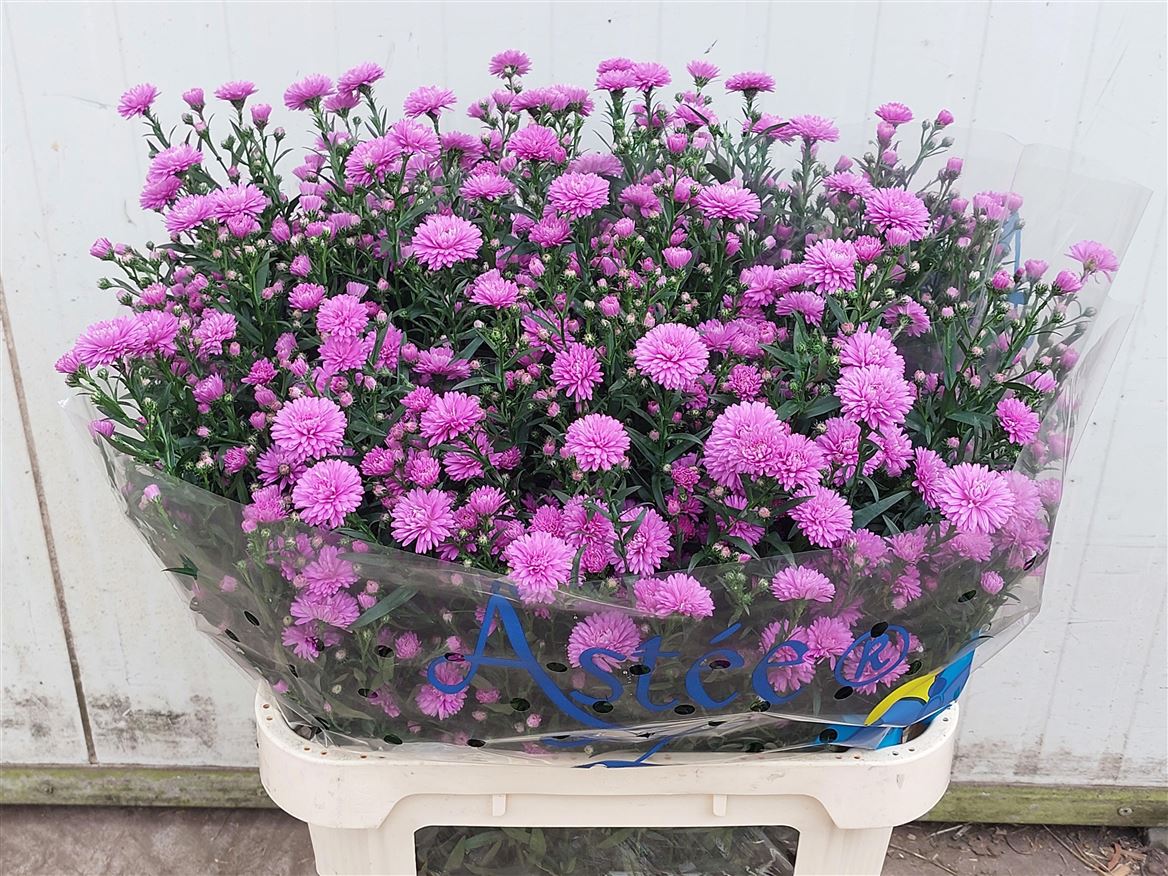 Aster Astee Karmijn 85cm 45gr.