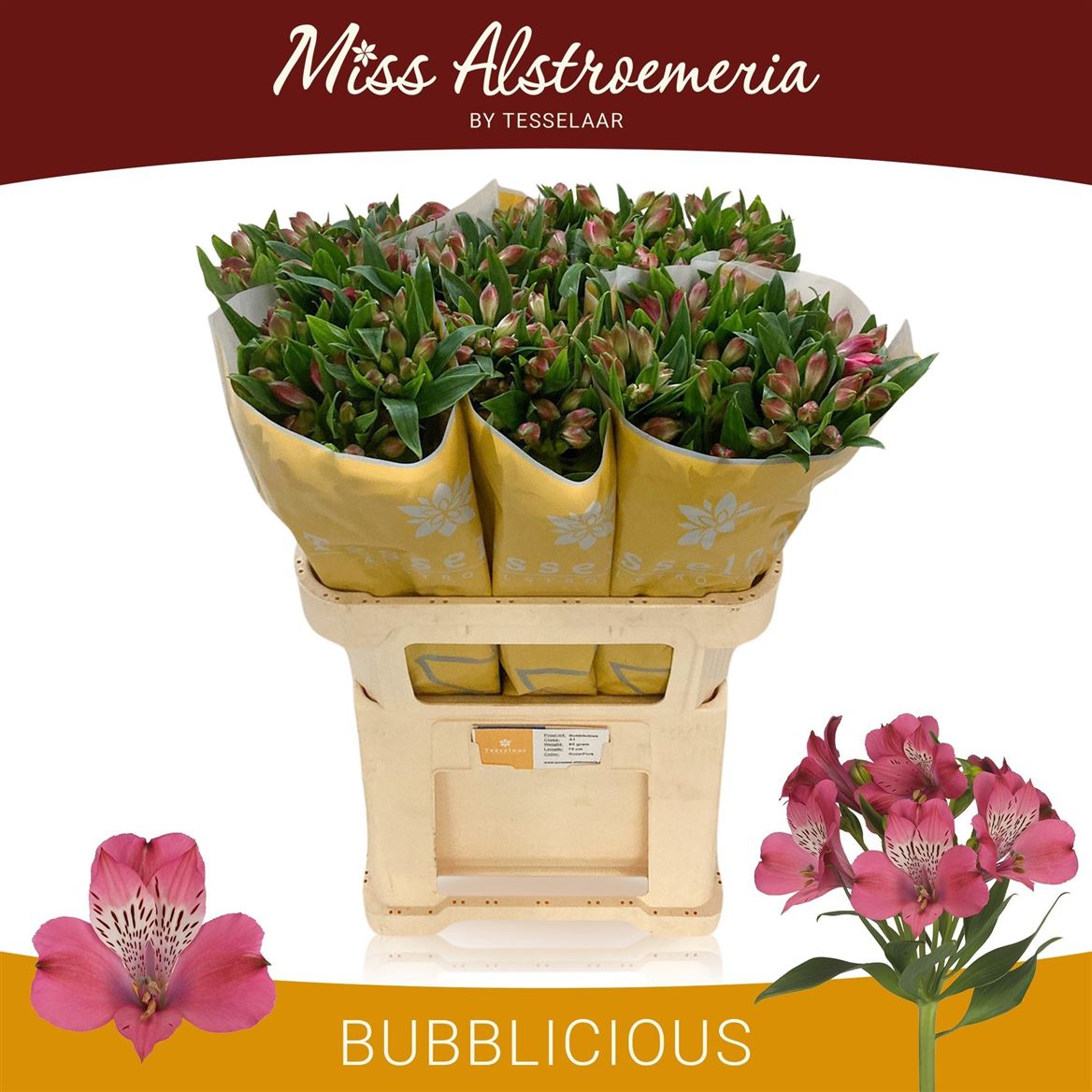 Alstroemeria Bubblicious 75cm 70gr.