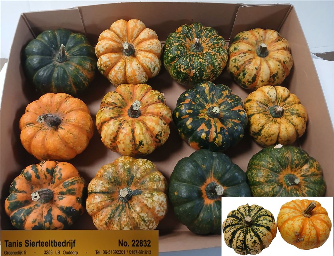 Cucurbita Pepo 9cm