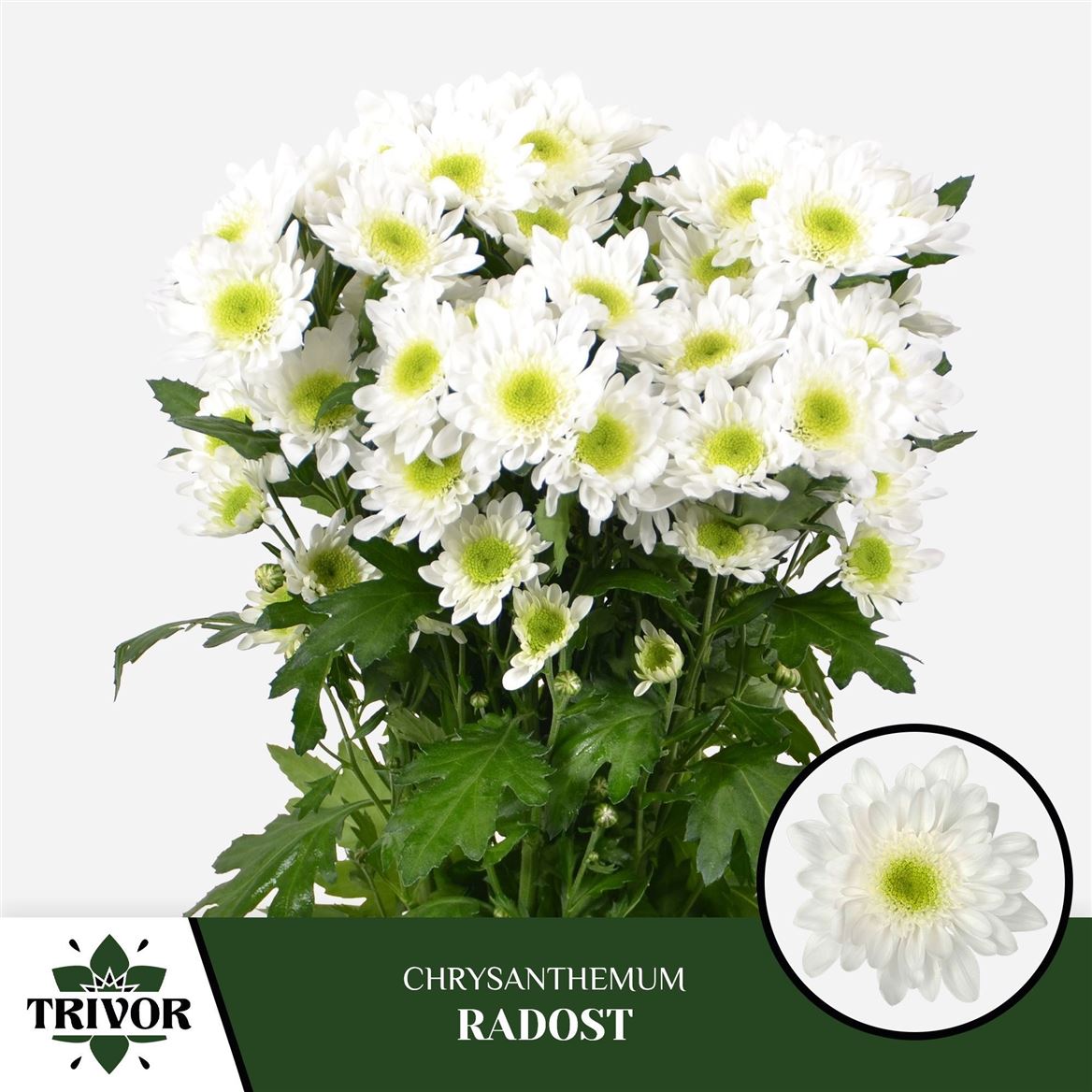 Chrysanth Spray Radost 70cm 80gr.