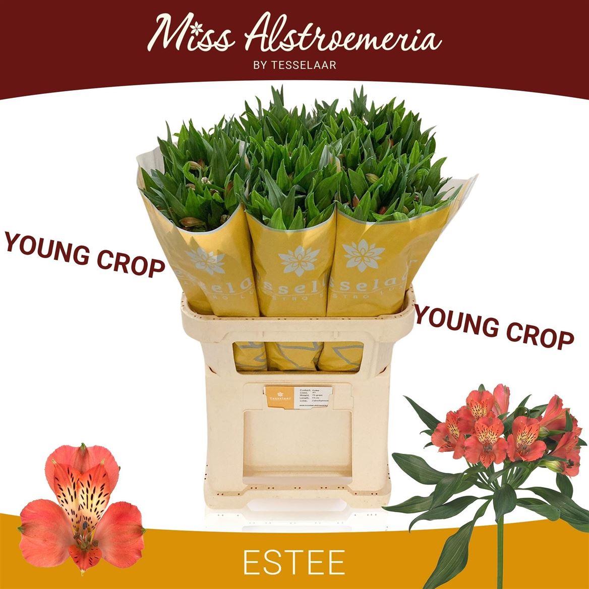 Alstroemeria Estee 75cm 85gr.