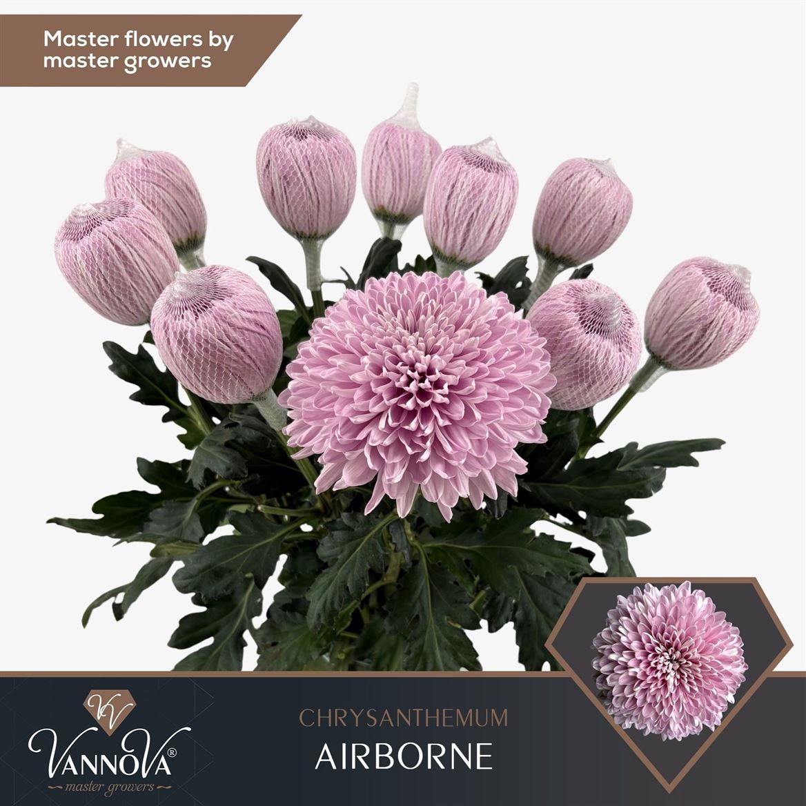 Chrysanht Single Airborn 70cm 105gr.