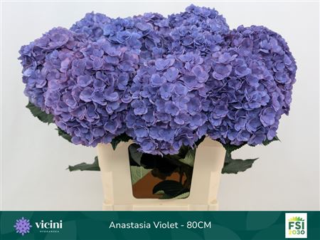 Hydrangea Royal Anastasia Blue 80cm 18-20cm Hd