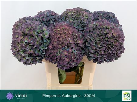 Hydrangea Pimpernel Classic 80cm 21-23cm Hd