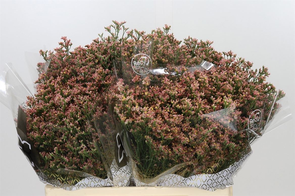 Limonium Inca Diamond 60cm 20gr.