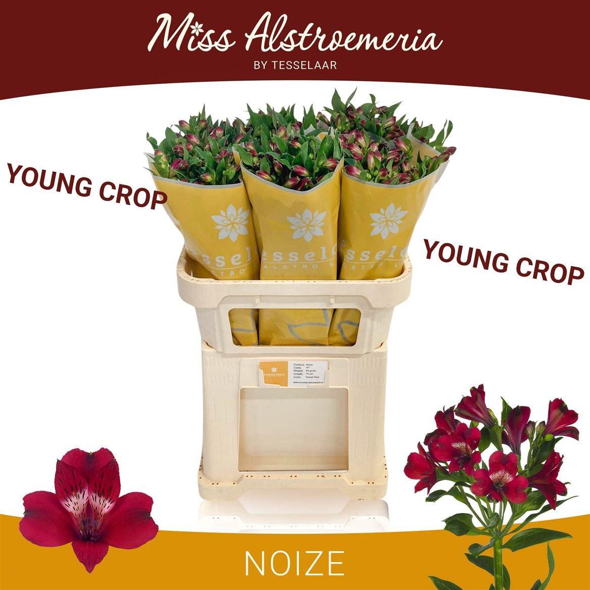 Alstroemeria Noize 75cm 85gr.