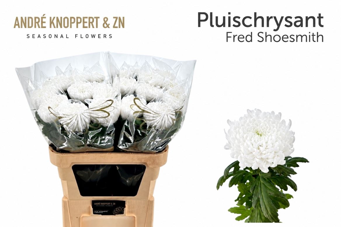 Chrysanth Single Fred Shoesmith 85cm 165gr.