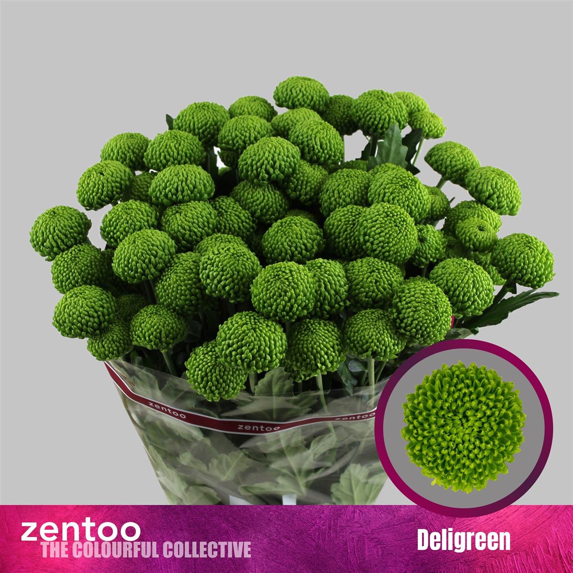 Chrysanth Spray Deligreen 70cm 85gr.
