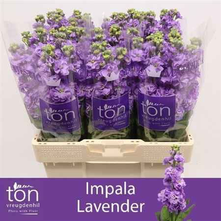 Matthiola Incana Impala Lavender 58cm