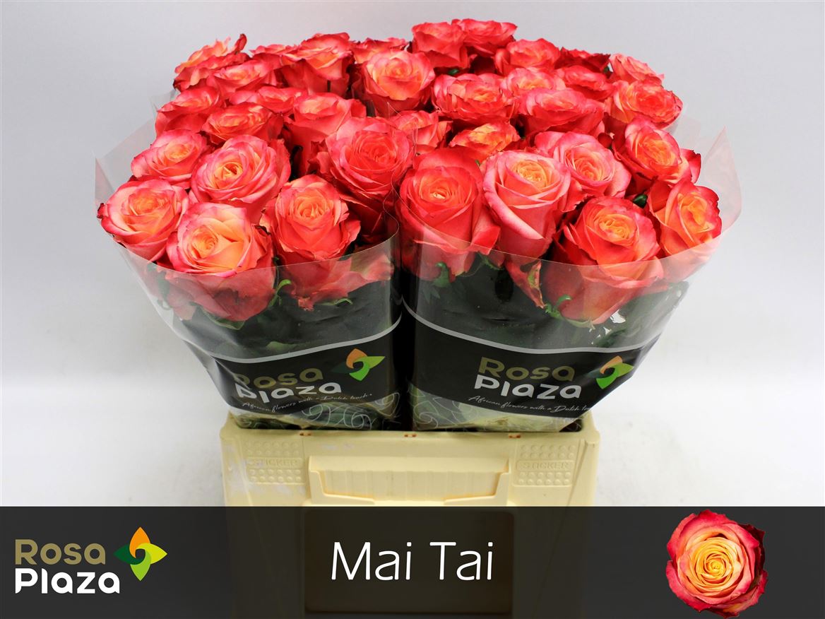 Rosa Mai Tai 40cm