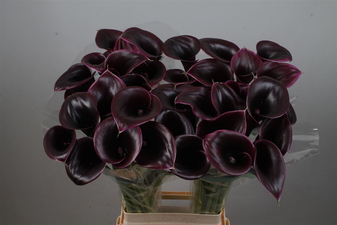 Zantedeschia Cantor 80cm