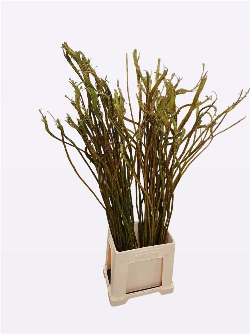 Salix Udensis Sekka 110cm