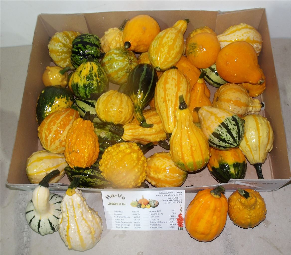 Cucurbita Pepo Maya Mix 9cm