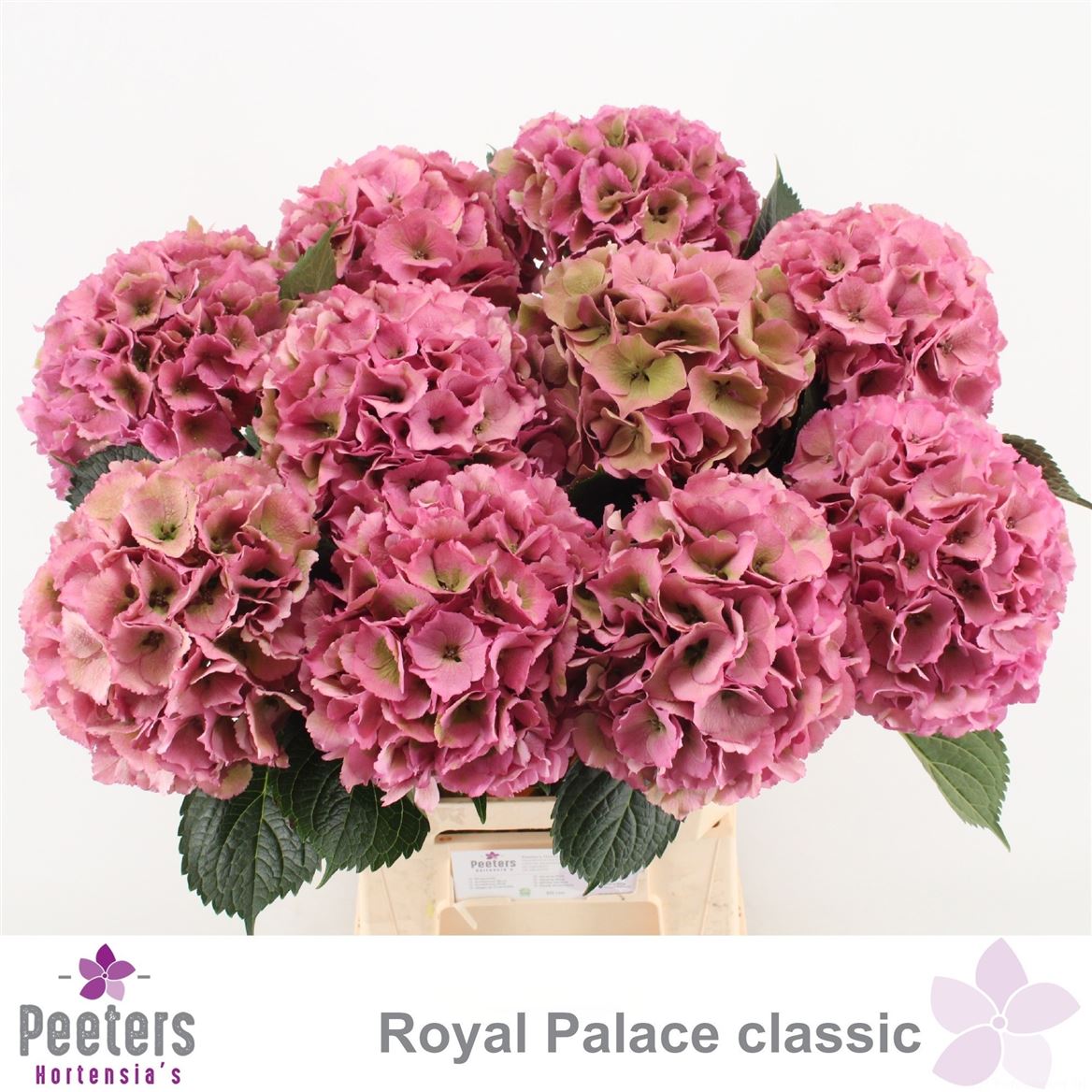 Hydrangea Royal Palace Classic 60cm 13-15cm Hd