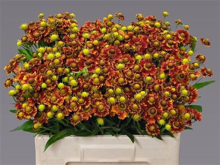 Helenium Autumn Fire 60cm