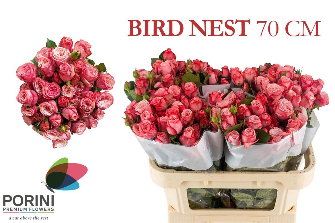 Rosa Spray Birds Nest+ 70cm