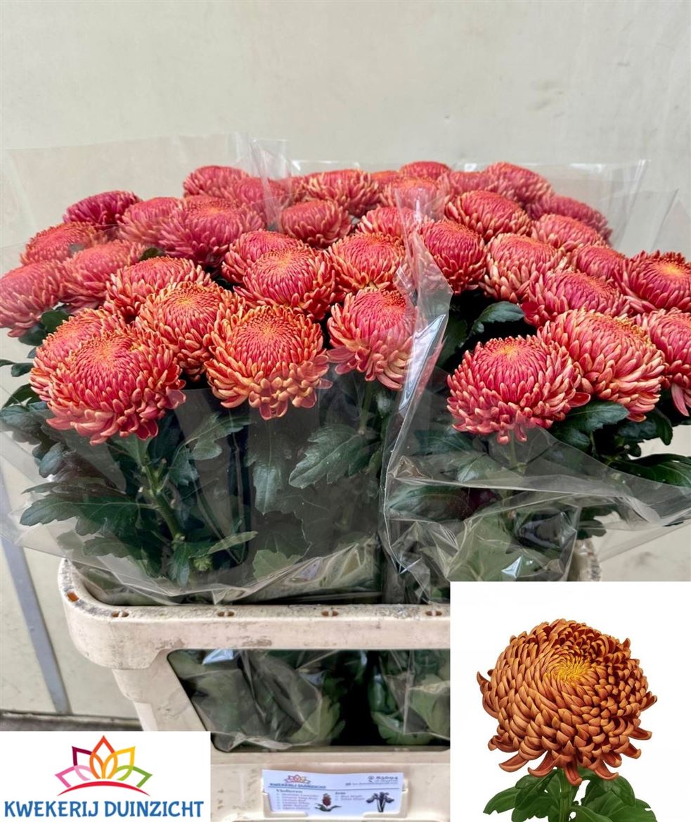 Chrysanth Single Bigoudi Bronze 80cm 140gr.