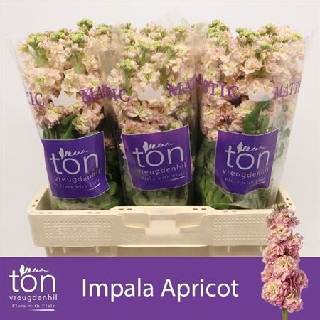 Matthiola Incana Impala Apricot 54cm