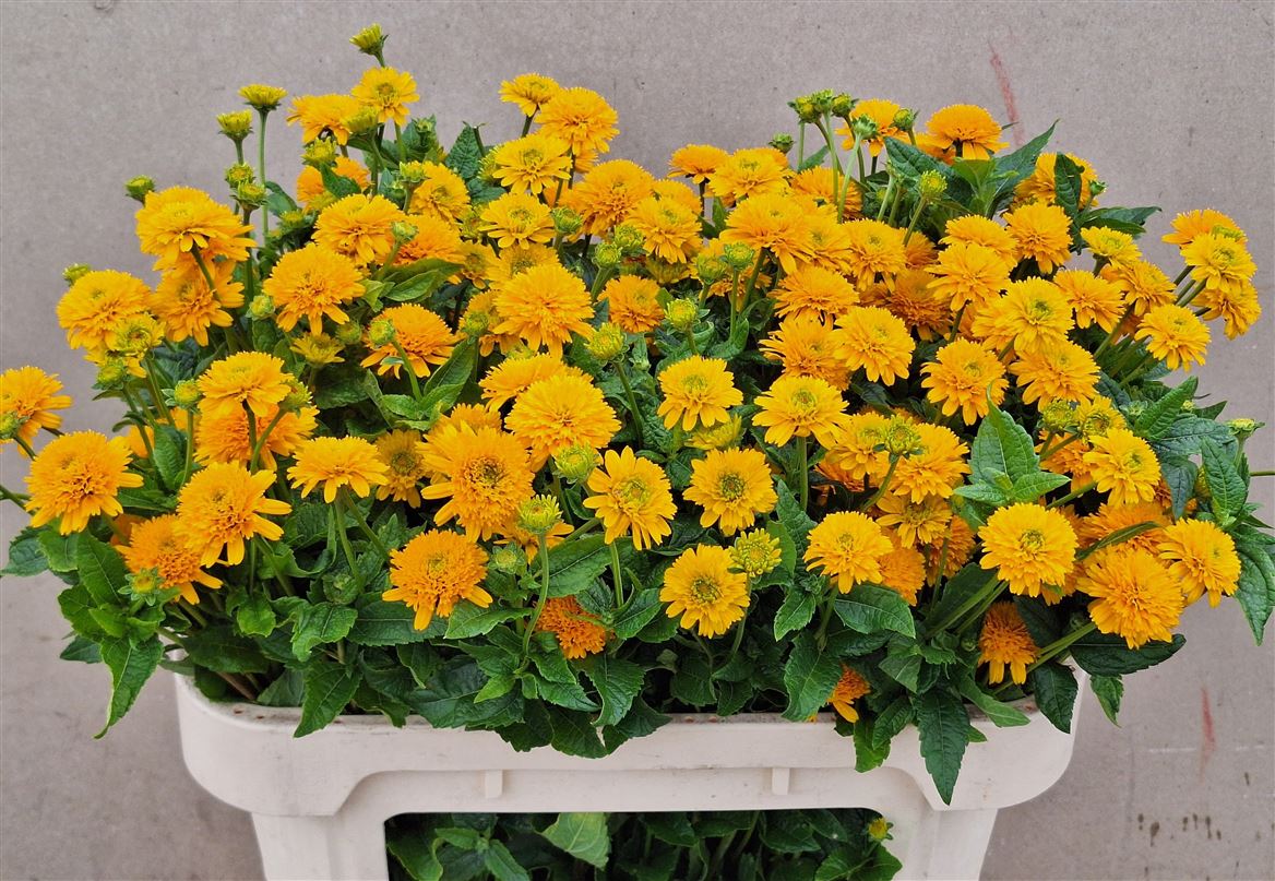 Heliopsis Helianthoides Asahi 70cm