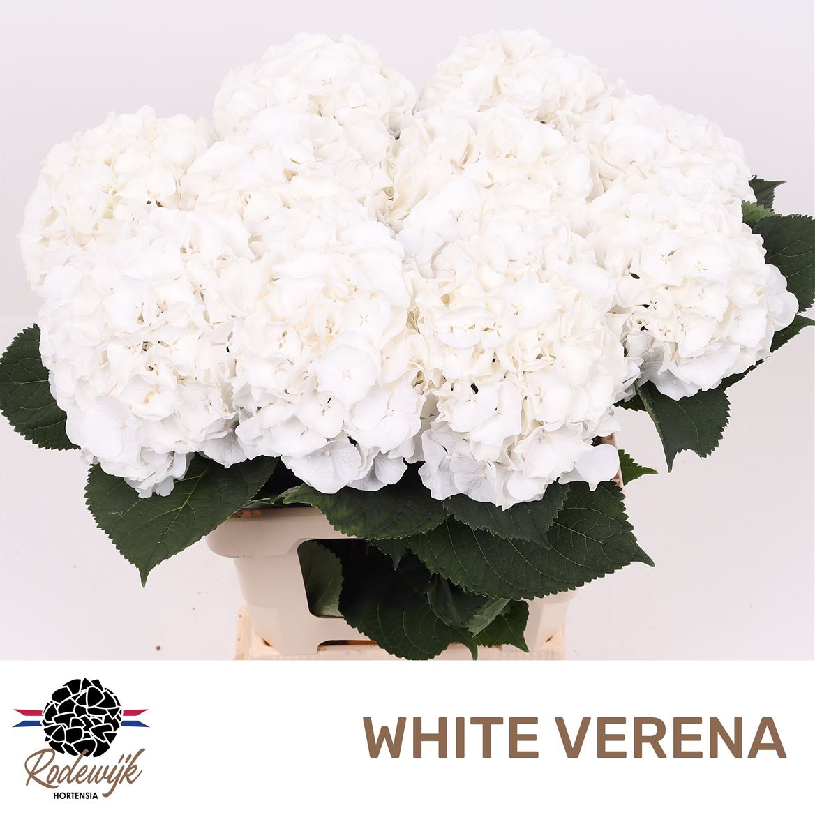 Hydrangea White Verena 60cm 16-18cm Hd