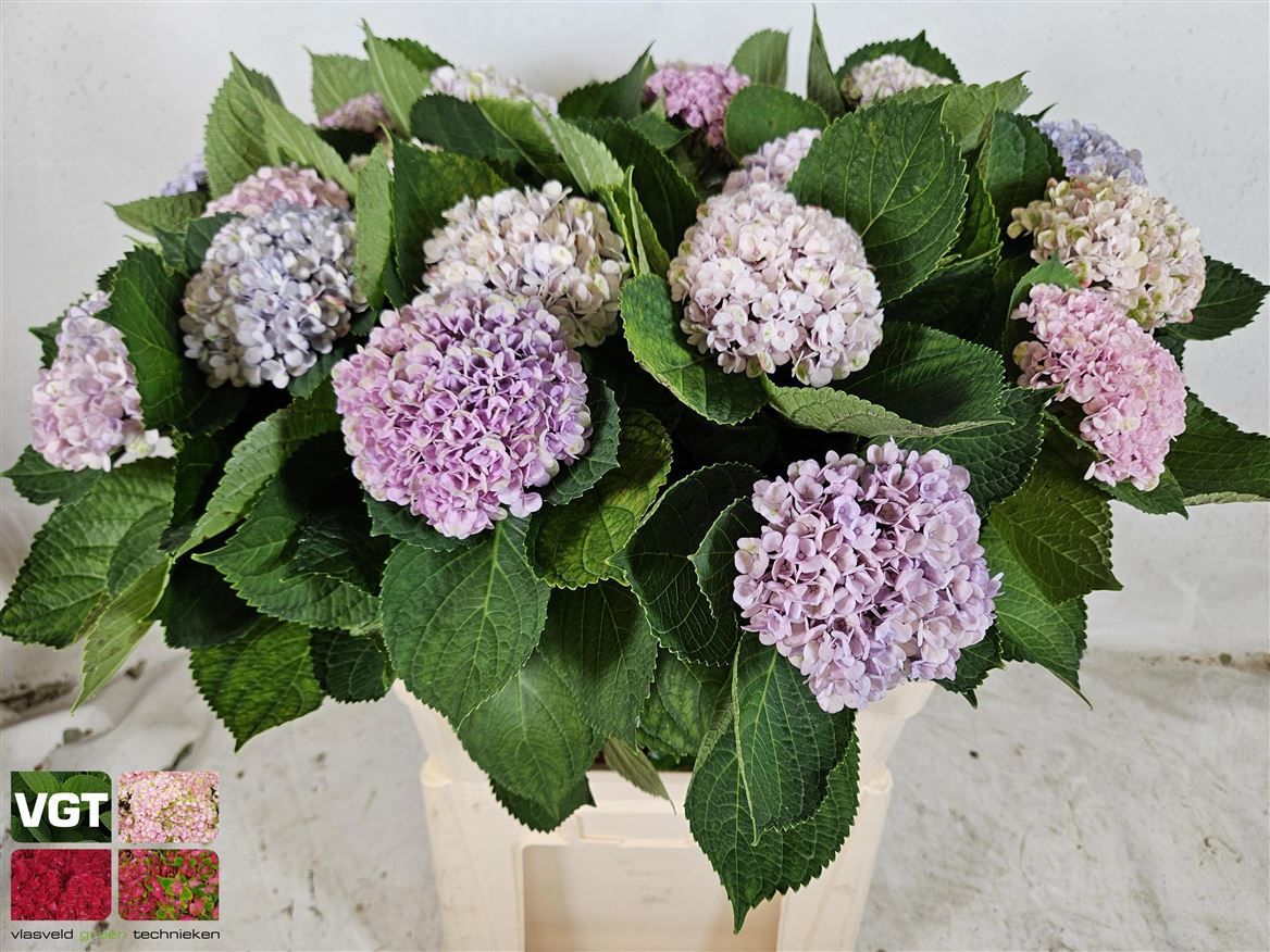 Hydrangea Revolution Pink 80cm 9-11cm Hd