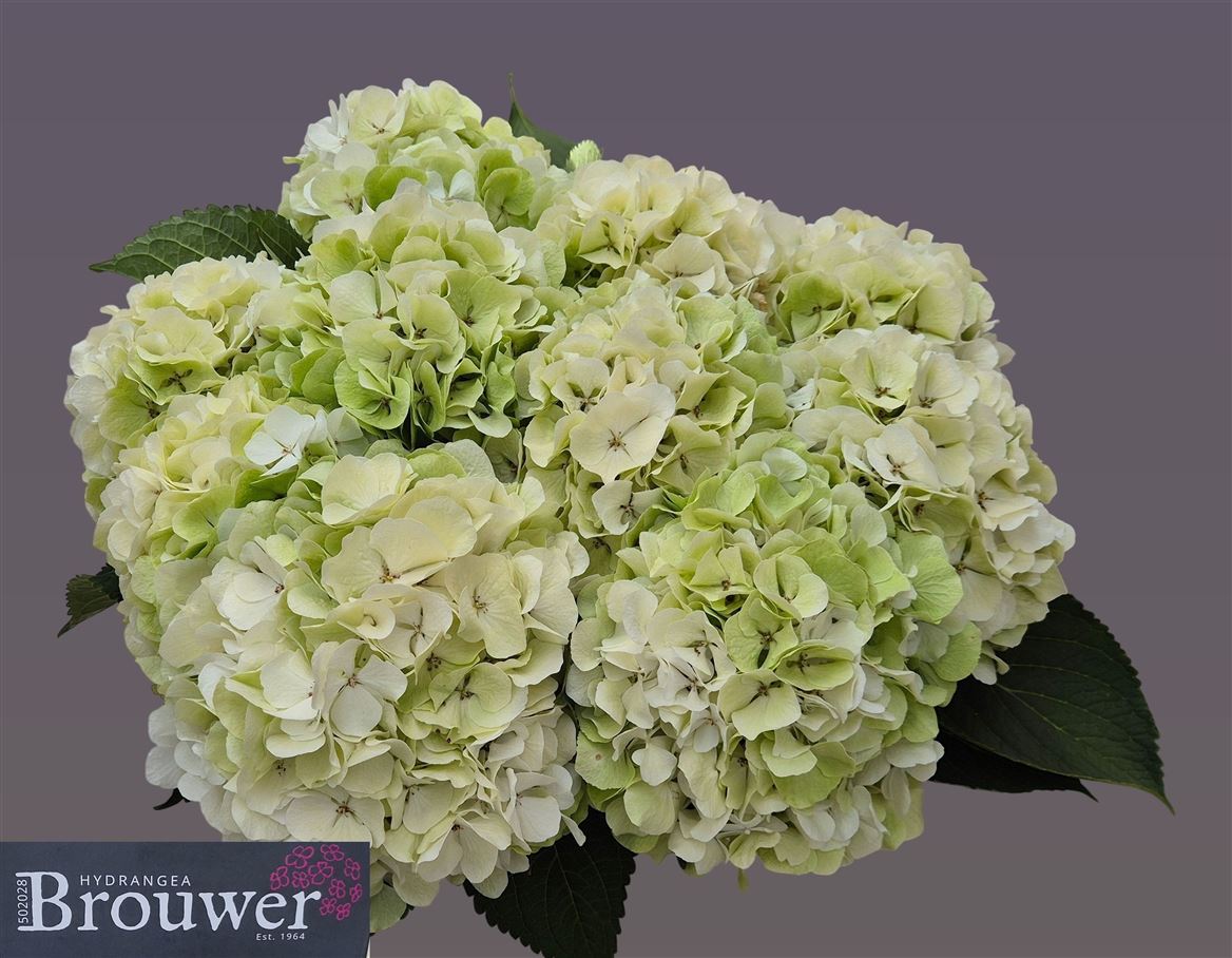 Hydrangea White Verena Classic 60cm 19-21cm Hd