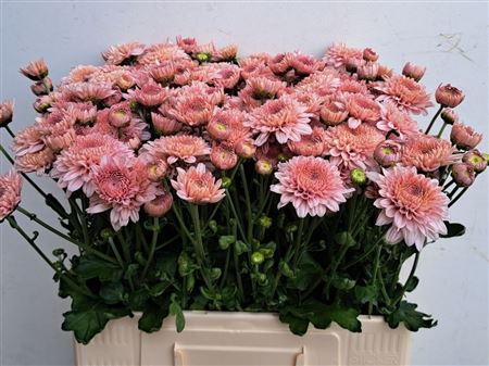 Chrysanth Spray Gompie Pink 60cm 70gr.