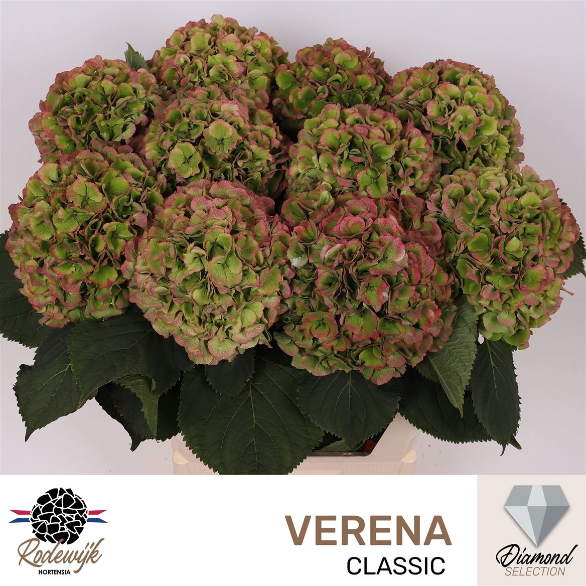 Hydrangea Verena Classic 80cm 20-22cm Hd