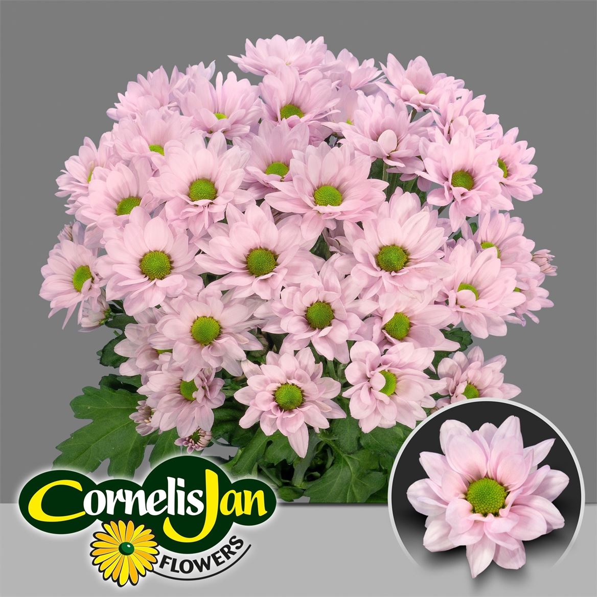 Chrysanth Spray ResQ Rosy 70cm 95gr.