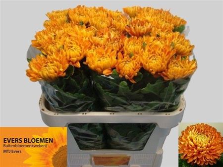 Chrysanth Single Astro 75cm 100gr.