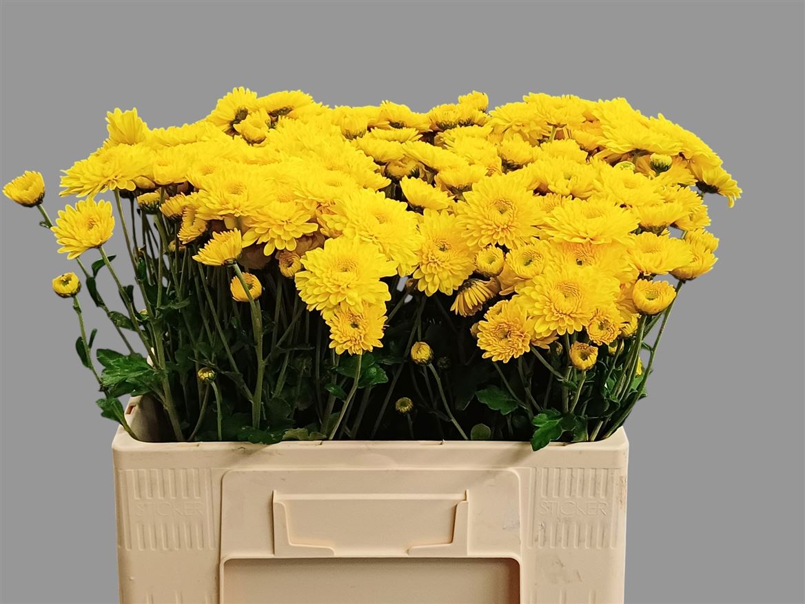 Chrysanth Spray Littleton Yellow 55cm 50gr.