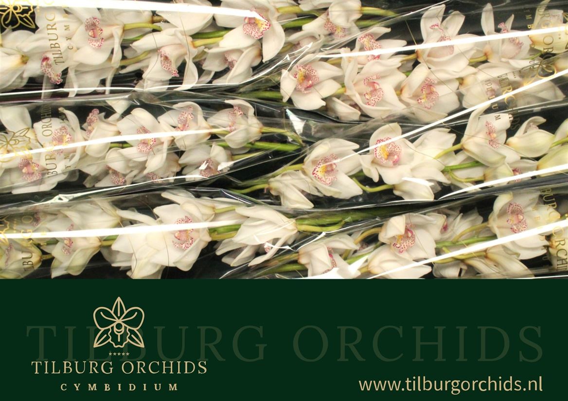 Cymbidium No. 60 80cm
