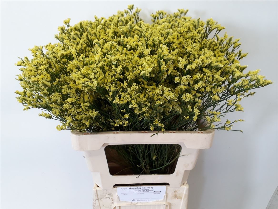 Limonium Sinense Pineapple Diamond 65cm 35gr.