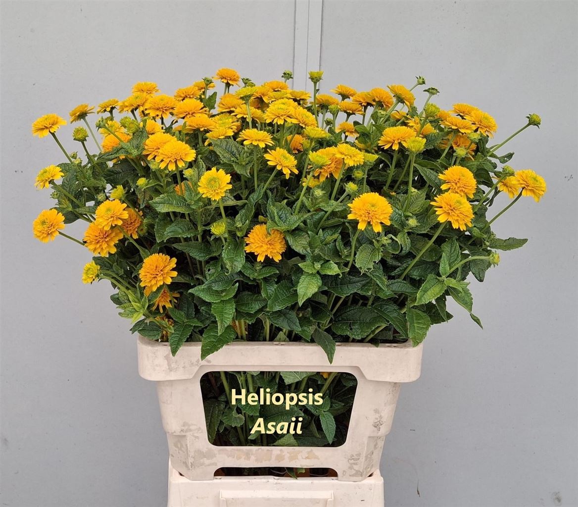 Heliopsis Helianthoides Asahi 65cm