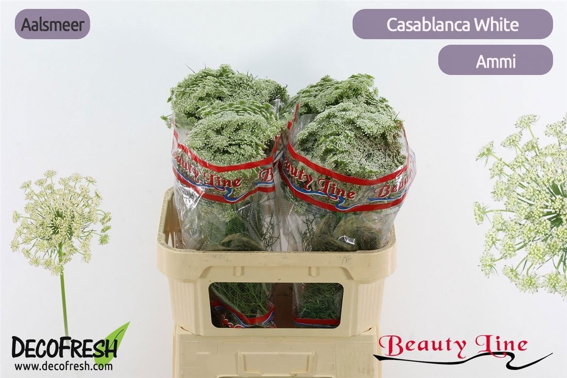 Ammi Visnaga Casablanca 80cm