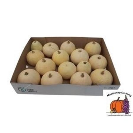 Cucurbita Pepo Baby Boo 8cm
