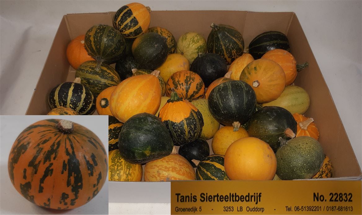 Cucurbita Pepo Mix 4cm