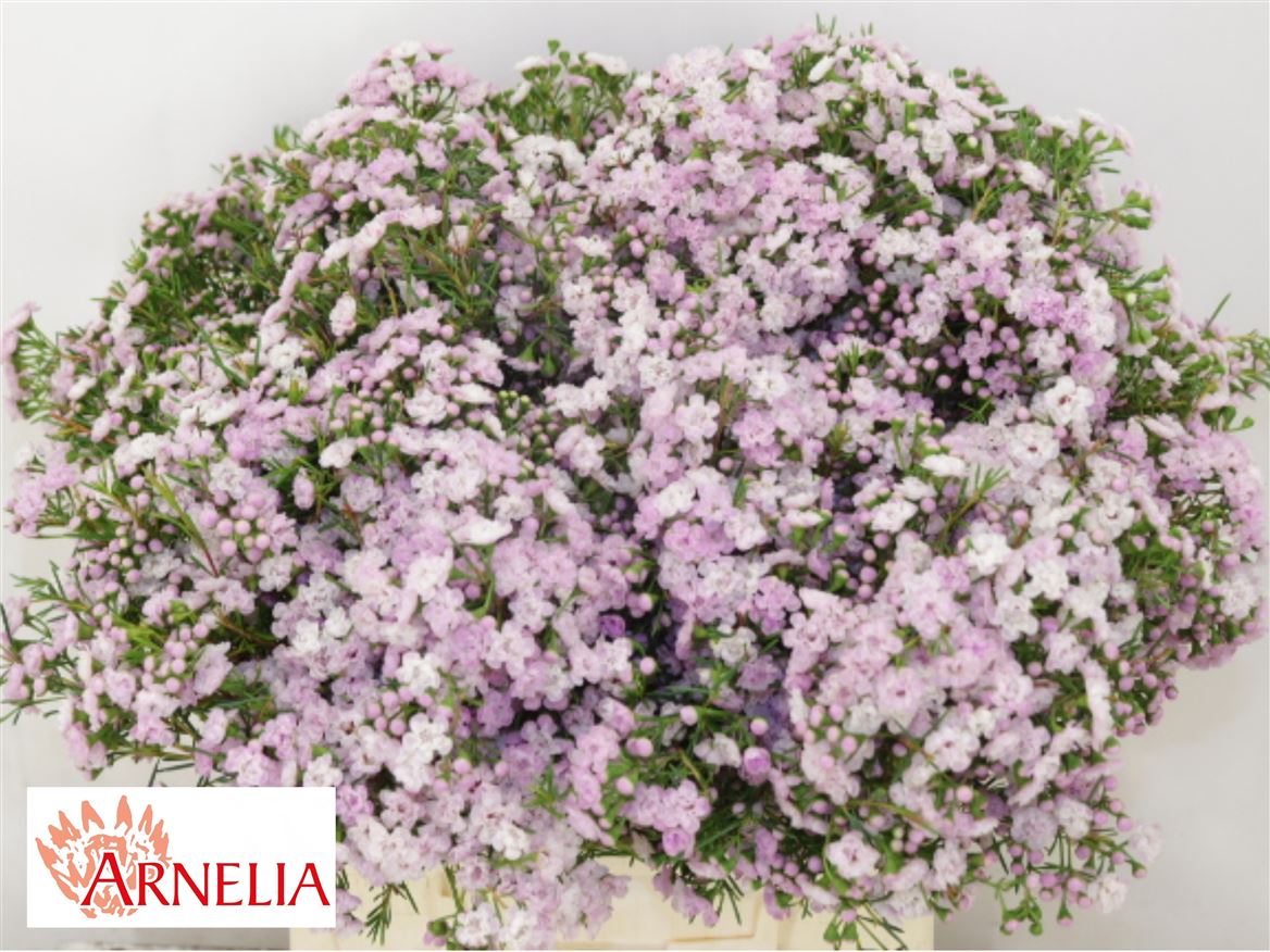 Chamelaucium Dancing Queen 40cm 15gr.