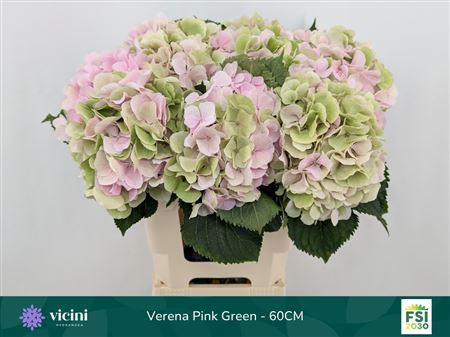 Hydrangea Verena Classic 60cm 18-20cm Hd