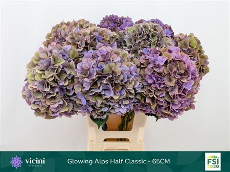 Hydrangea Glowing Alps Purple Classic 65cm 19-21cm Hd