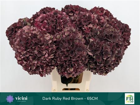 Hydrangea Dark Ruby Classic 65cm 18-20cm Hd