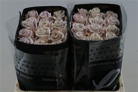 Rosa Sweetheart Menta 50cm