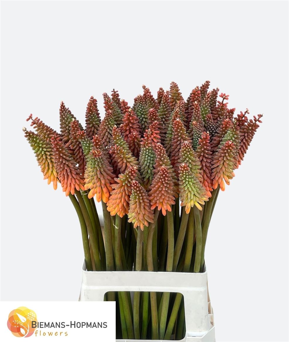 Kniphofia Alcazar 70cm