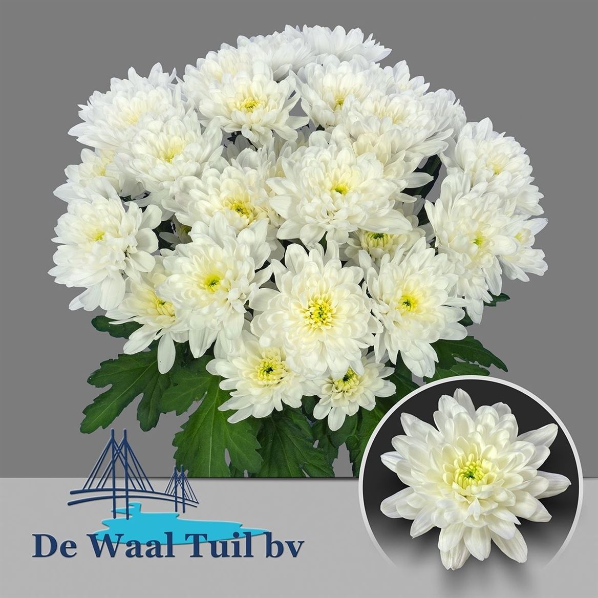 Chrysanth Spray Baltica 70cm 100gr.
