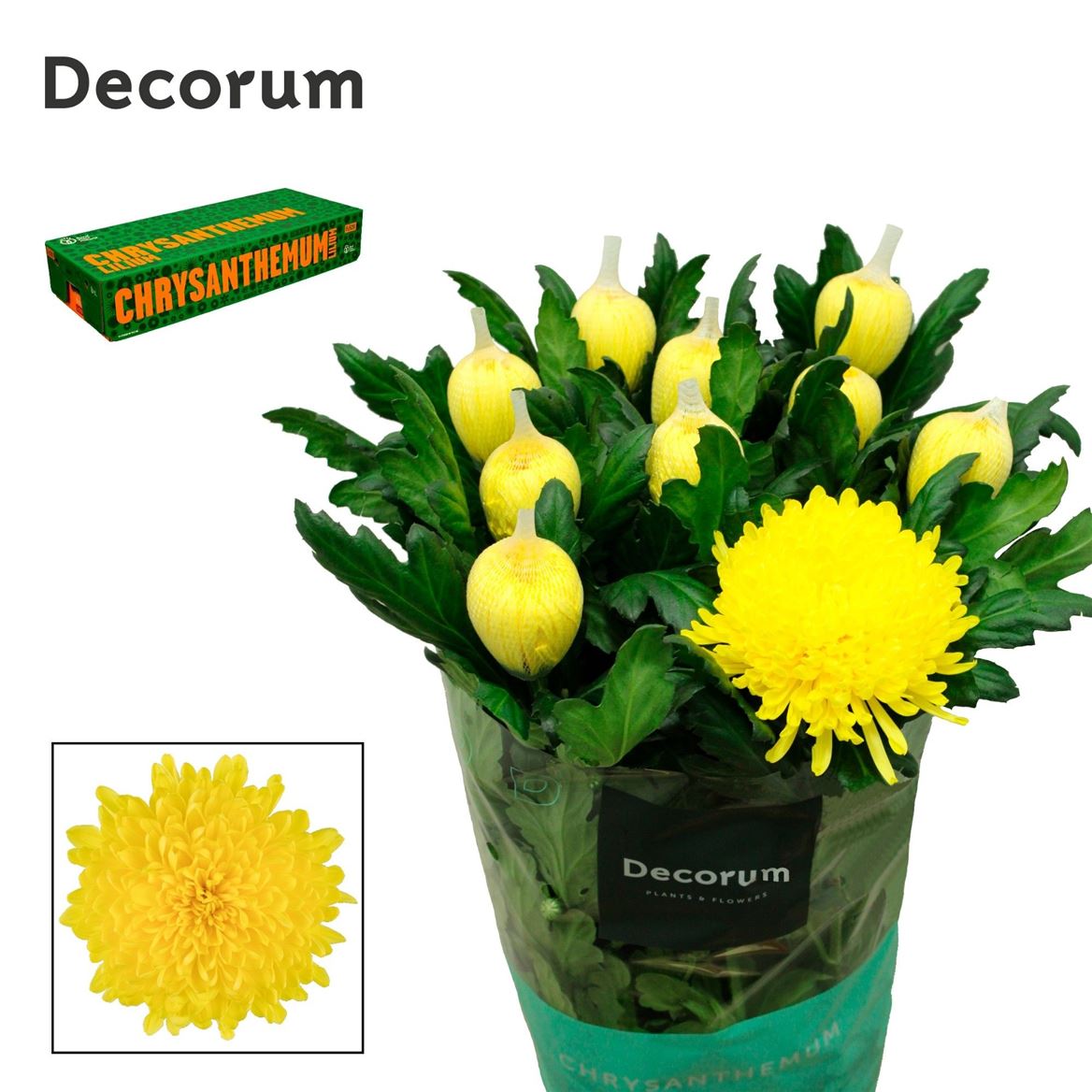 Chrysanth Single Maracuja 70cm 100gr.