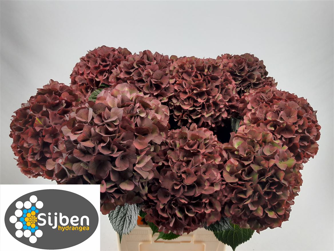 Hydrangea Rubyred Classic 80cm 20-22cm Hd