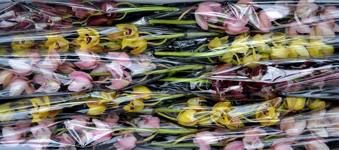 Cymbidium Mini Mix 60cm