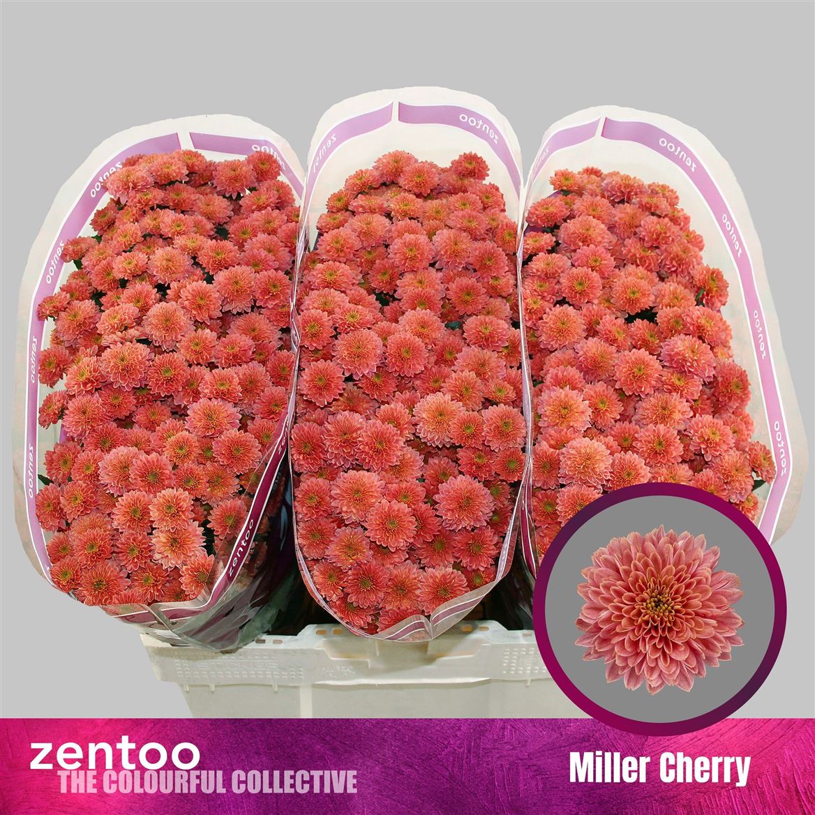 Chrysanth Miller Cherry Red 50cm
