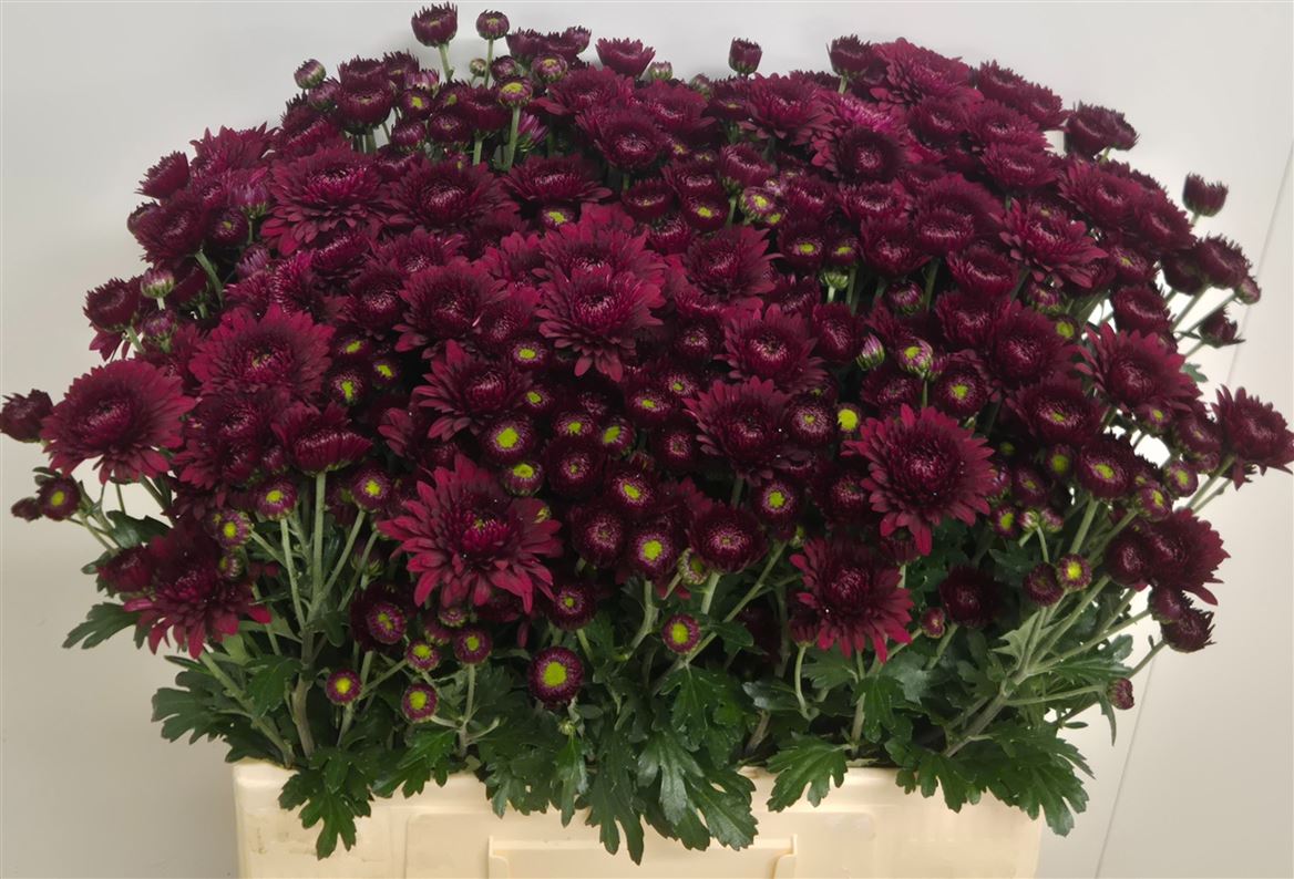 Chrysanth Spray Smokey 60cm 50gr.